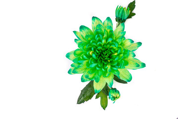 Fototapeta na wymiar Incredible green aster on a white background close-up. Flower isolated on white background