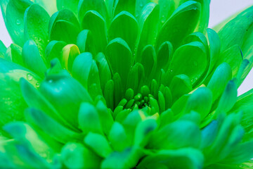 green aster with splashes of water close-up. Background.