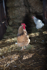 Poultry in the pen on the farm. Life style. Rustic. Growing meat.