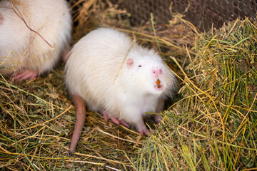 Close-up of a white nutria with a pink nose and yellow teeth. Big rat. Mammal. Life style