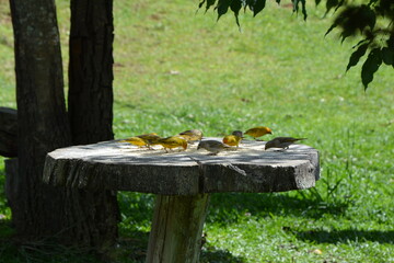 Canaries eating at the table.