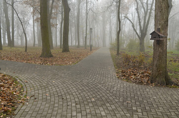 Thick fog in the park.
