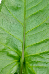 Green leaf, close-up. Pattern on the sheet. Macro photo.