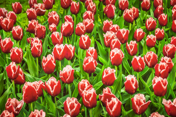 Red and White tulip flowers pattern background. Keukenhof, Netherlands, Europe.