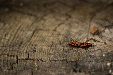 two firebug beetles back to back on a tree stump