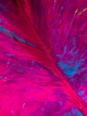 Obraz premium Pink feathers, abstract photo