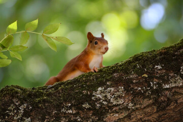 Eurasian Red Squirrel on a Branch