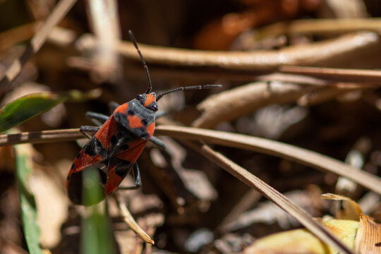 Chinche de campo. Zapatero. 