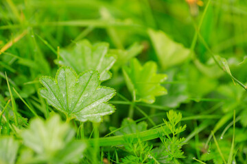 water drops on grass leaves close up