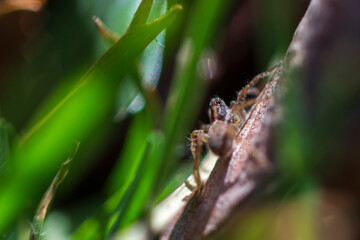 Araña lobo o saltarina. 