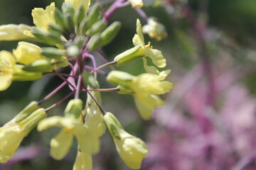 Annual flowers starting to bloom in mid March 2021 