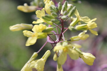 Annual flowers starting to bloom in mid March 2021 