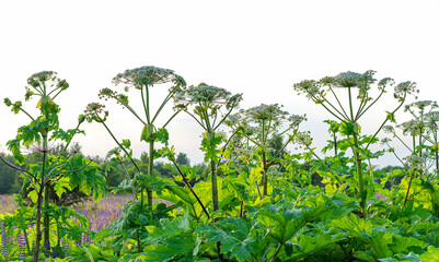 Field of a giant flowering hogweed, dangerous to humans. Poisonous plant