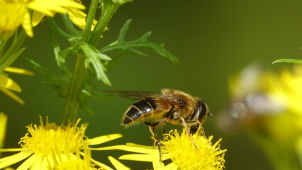 Biene in den schottischen Highlands