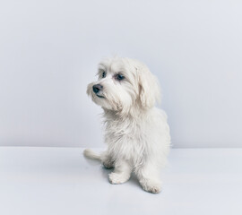 Adorable dog over isolated white background.