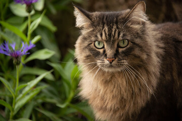 Naklejka na ściany i meble Tabby cat on rock in flower garden in springtime