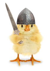 Cute cool chick knight medieval warrior with sword funny conceptual image
