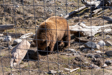 a grizzly bear in a zoo