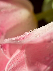 Macro Pink tulips with dew and water droplets. Tenderness