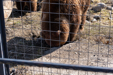 a grizzly bear in a zoo