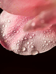 Macro Pink tulips with dew and water droplets. Tenderness