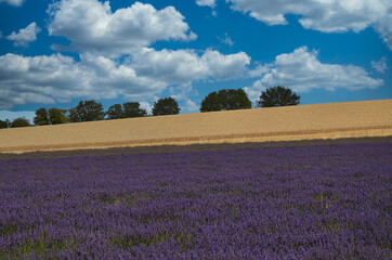 Fototapeta na wymiar Lavender Fields from the UK Countryside in Hertfordshire