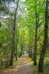 Fototapeta premium Bottom view to the tree top of a huge Plane tree or Platanus in jungle forest. View from the bottom of the tree crowns against blue sky. Trees bottom view tree crowns green tops. toned
