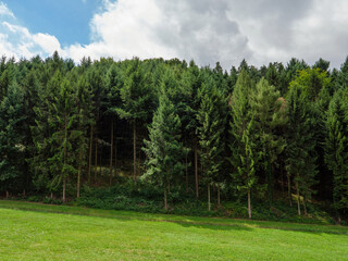 pine trees in with large grass lawn in Germany - white cloudy and partly blue sky