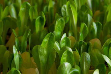 plantel de lechugas romanas ( Lactuca sativa Familia Asteraceae )puestas en expositor con bandeja...