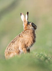 European Brown Hare portrait 