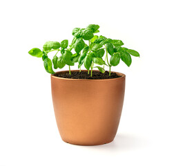 Young basil sprouts. A potted plant. Side view.