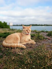 cat on the beach
