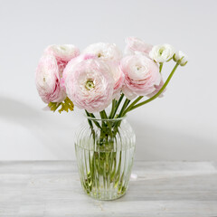 the Bouquet of pale pink Persian buttercups isolated on pale gray.