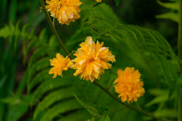 beautiful yellow flowers in the meadow, floral background of delicate flowers