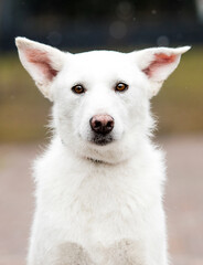 portrait of a white mongrel dog in the park