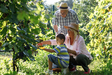 Grandparents and their grandson collecting grapes from the vineyard.		