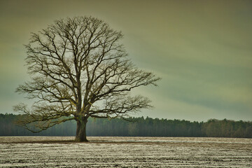 Samotne drzewo na polu w zimowy poranek. - obrazy, fototapety, plakaty