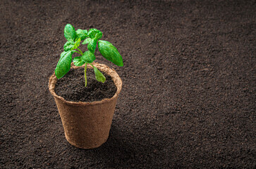 A peat pot with a basil sprout stands on the ground.
