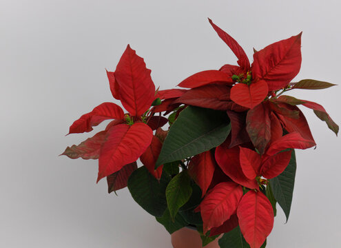 Christmas flower poinsetta on white background, flower for new year, copy space