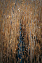 reeds in the wind