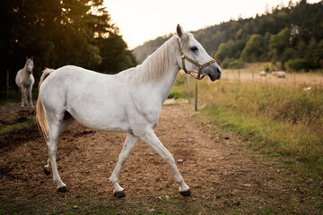 Obraz na płótnie Canvas White arabian horse standing on farm ground, blurred meadow and forest background