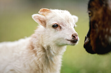 Young ouessant sheep or lamb blurred green spring meadow background, closeup detail with another brown animal near