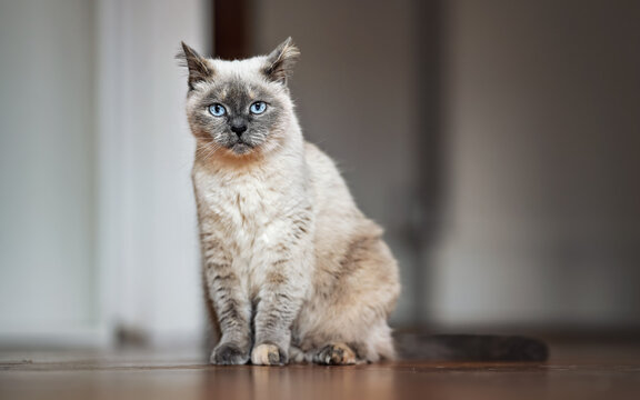 Older gray cat with piercing blue eyes, sitting on wooden floor, shallow depth of field photo