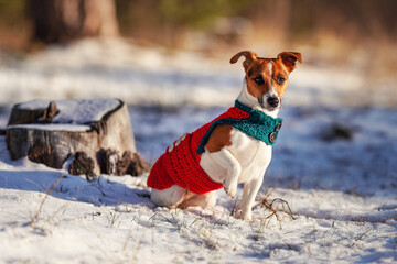 Small Jack Russell terrier in knitted winter jacket sitting on snow covered ground snow, one paw up, blurred trees or bushes background