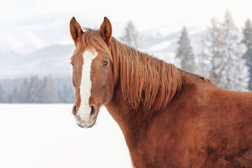 Brown horse on snow covered field, detail on head, blurred trees in background