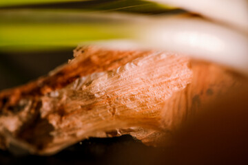 close up of grilled chicken