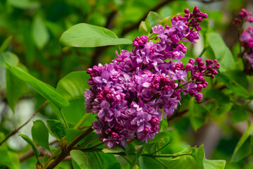 spring, beautiful lilac grove in the garden, flower color - lilac, purple, close-up