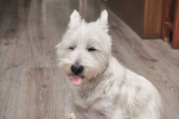 Portrait of the West Highland White Terrier. The dog is lying on the gray wooden floor. Ears upright, tongue out and eyes closed.