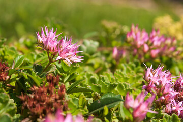 Beautiful colorful spring flower blooming in the meadow.