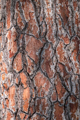Bark of pine tree. Natural coniferous bark background